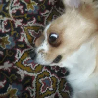 سگ اشپیتز یکساله