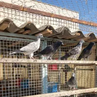 جوجه پرشی|پرنده|تهران, فلاح|دیوار