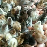 جوجه رسمی یک روزه|حیوانات مزرعه|قم, قلعه کامکار|دیوار