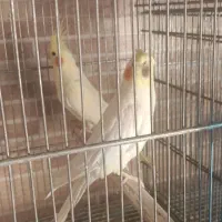 عروس هلندی جفت مولد حراج|پرنده|مبارکه, |دیوار