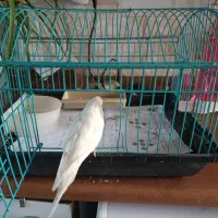 مرغ عشق نر رام و دستی