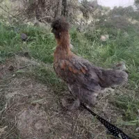 مرغ وخروس برا فروش