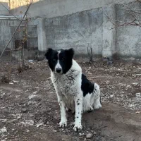 سگ ماده باردار قدرجانی قدرجونی دوساله