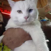 گربه پرشین|گربه|ارومیه, |دیوار