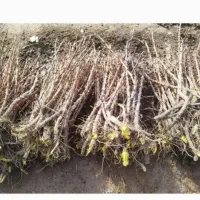 فروش نهال زرشک