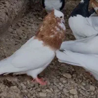 فروش کبوتر طوقی