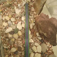 آکواریوم|ماهی|نسیم‌شهر, |دیوار