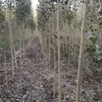 نهال صنوبــر پربازده انتخابی برای نسل آینده|خدمات باغبانی و درختکاری|فسا, |دیوار