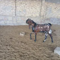 بز پاکستانی|حیوانات مزرعه|چناران, |دیوار