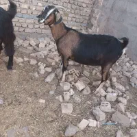 سلام ۳دانه یکساله آبستن سنگین قیمت دانه ۱۲ تومن