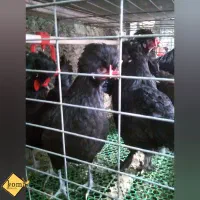 تخم مرغ نطفه دار کاکلی پاپر، نژاد سلطان و لهستانی