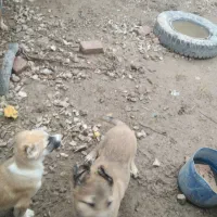 دوتا توله نر اصیل معاوضه با هاسکی نر