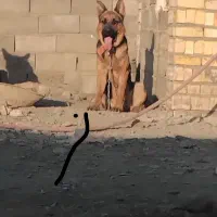 ژرمن
