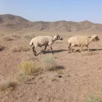 میش.. قوچ بذری