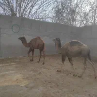 شتر زنده|حیوانات مزرعه|ری, علایین|دیوار