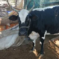 گاو شیری با گوساله ماده