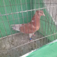 جوجه کبوتر سور آتشی