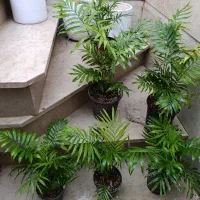 دونه 150اریکا 150|گل و گیاه طبیعی|نیشابور, شهید بهشتی|دیوار