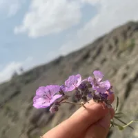 خط ۹۱۲ فروشی
