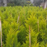 فروش نهال کاج|حراج|نوشهر, |دیوار