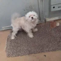 واگذاری سگ|سگ|خرم‌آباد, |دیوار