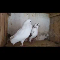 دو جفت  کبوتر پا جفتی و پرشی ...