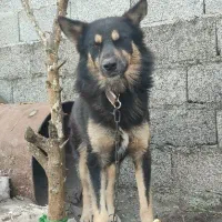 سگ ژرمن نر ۱۲۰۰رشت ،خشکبیجار