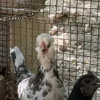 مرغ و خروس مولد گلین