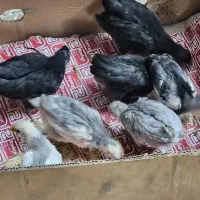 جوجه گلین