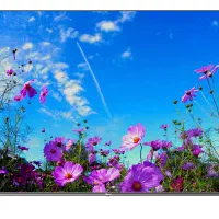 تلوزیون ۶۵ اینچ QLED جی پلاس اندروید ۱۴|تلویزیون و پروژکتور|شهریار, شهرک بهاران (ویره)|دیوار