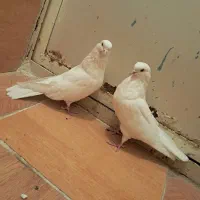 گبوتر|پرنده|گلپایگان, |دیوار