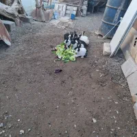 خرگوش