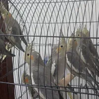 پرنده|پرنده|یزد, |دیوار