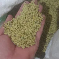 عدس
