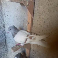 کبوتر ماده|پرنده|شیراز, آزادگان|دیوار