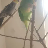 کوتوله برزیلی|پرنده|بابلسر, |دیوار