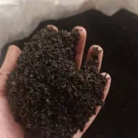 بورس انواع چای بهاره لاهیجان  زیر قیمت کارخونه