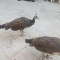 جوجه طاووس گم شده