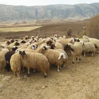 بره|حیوانات مزرعه|کرمانشاه, |دیوار