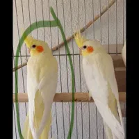 عروس هلندی