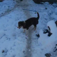 سگ پاپی|سگ|مشهد, میان ولایت|دیوار