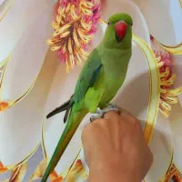 طوطی ملنگو ،سخنگو بالای 20 کلمه ،دستی