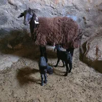 میش افشار هترو (شکم اول )