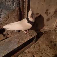 کفتر|پرنده|فسا, |دیوار