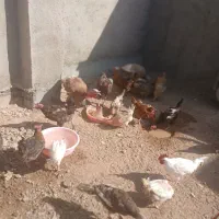 فروش بوقلمون محلی وجوجه مرغ خانگی