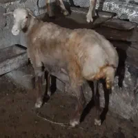 باسلام گوسفند جوان سالم سالم