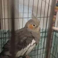 عروس هلندی دستی و آواز خوان