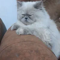 گربه گم شده