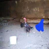 جوجه خروس لاری