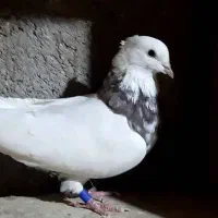 طوقی|پرنده|بم, |دیوار